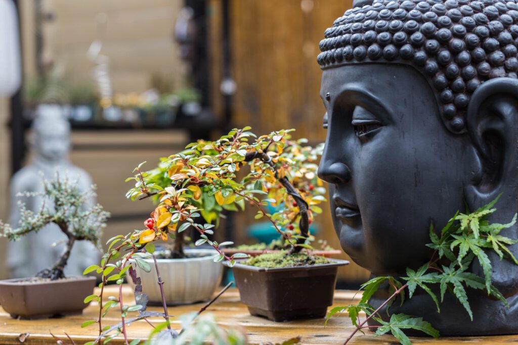 Des idées de cadeaux originaux et tout pour les amateurs de bonsaï chez Art et culture Bonsaï à Shawiigan