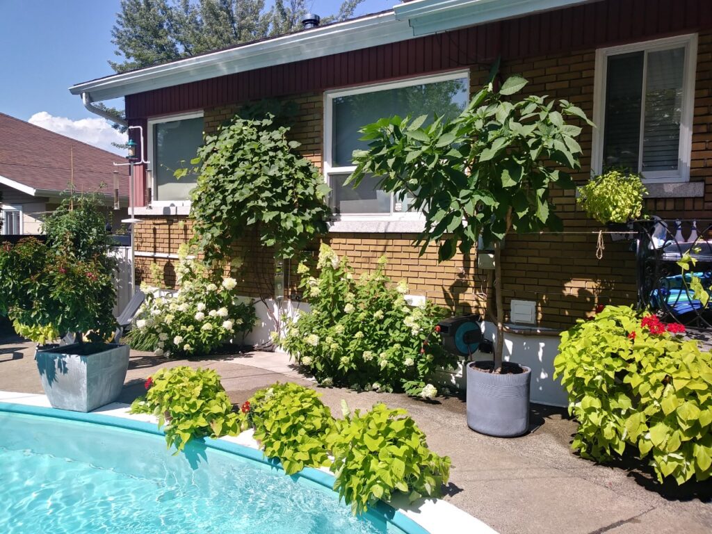 La cour arrière avec piscine de Chez Baza